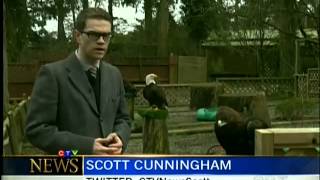 Celebrity Golden Eagle fights for life after being shot Wealth