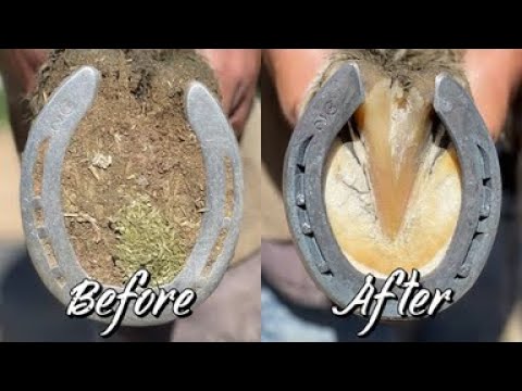 Farrier ASMR -
