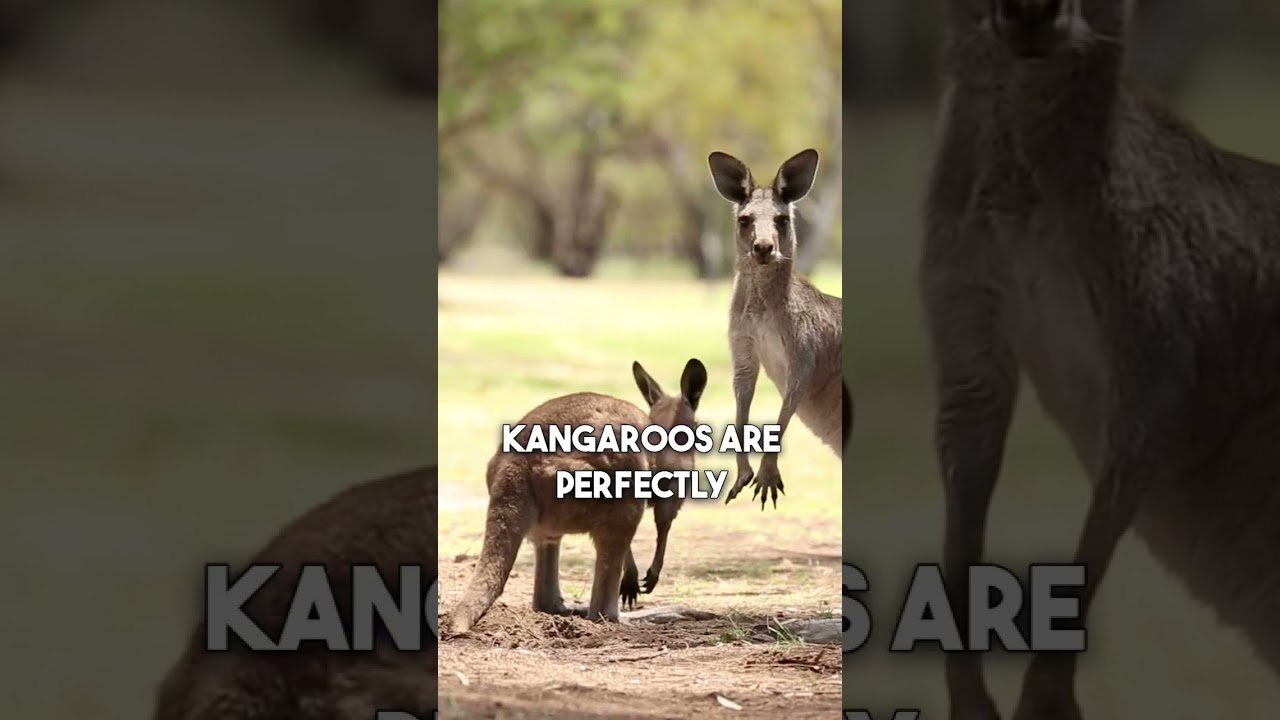 Kangaroo's Habitat in Australia