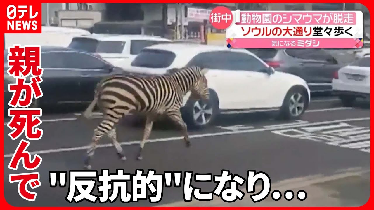 【動物園から“脱走”】木の柵を壊し…シマウマが路上に　韓国・ソウル