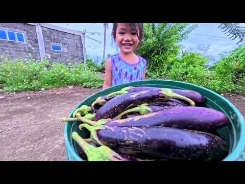 TUMAAS ANG PITAS + BIGLANG LAGO NG MGA PIPINO