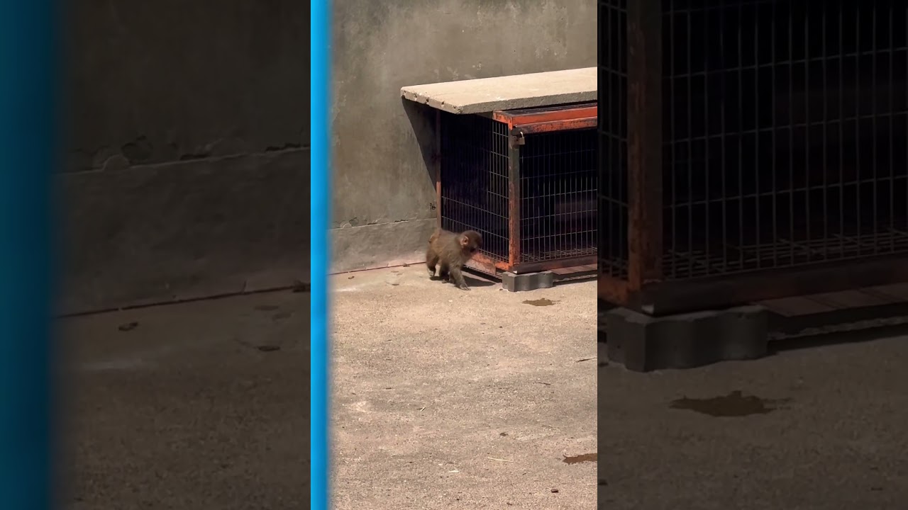 Baby punch kun
