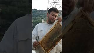 Honey production in Lebanon 2019 oak honey dew and wild flower