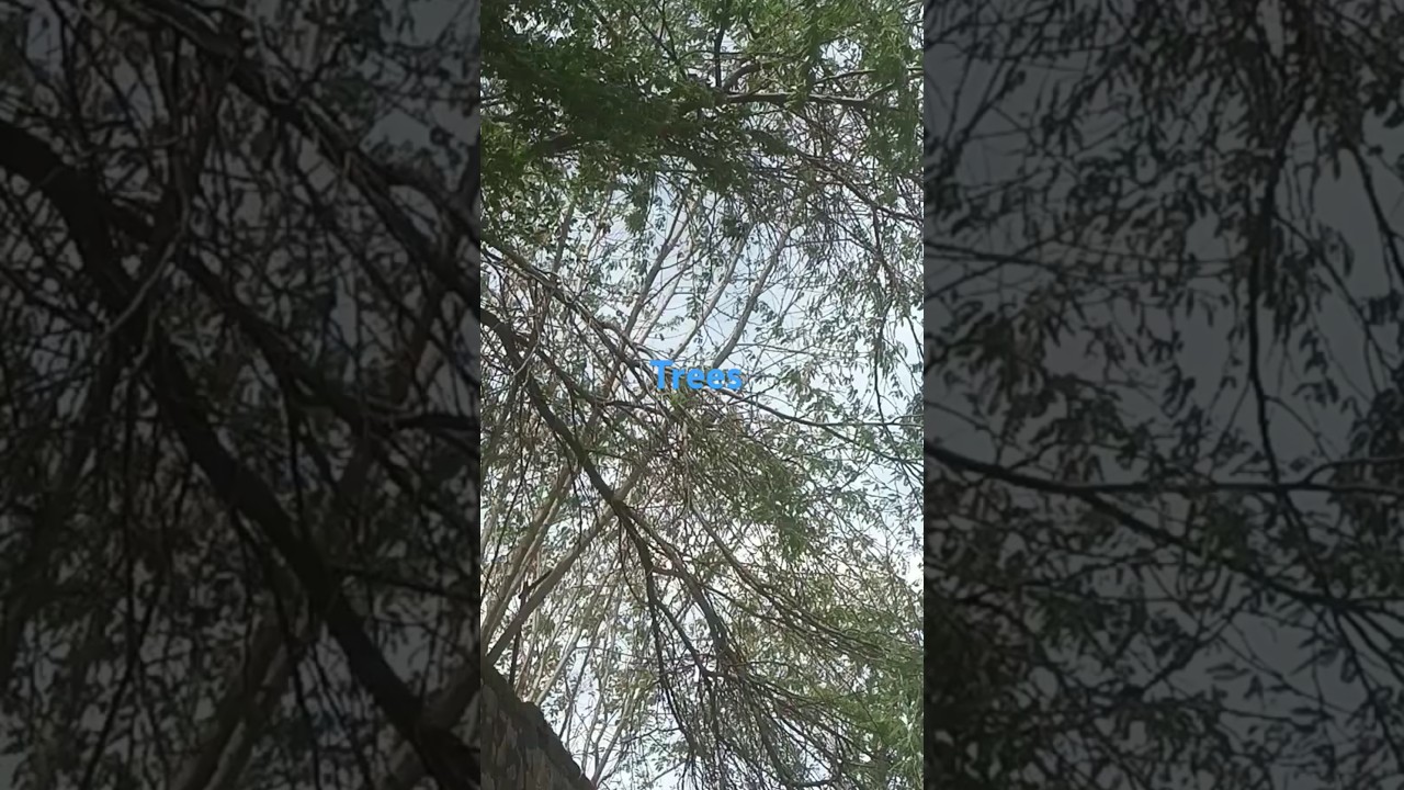 “Medicinal Trees and Their Uses | Ayurveda Plants Guide”