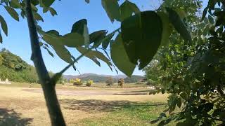 Wind Sound, Park, Forest, Walking, Scent, South korea, Sounds of nature, Insomnia, deep sleeping screenshot 5