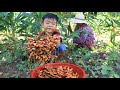 Seyhak Dig Turmeric For Cooking / Cooking Food For Family / Sreypov Life Show