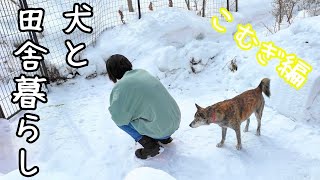 Komugi, a Kai dog mix/Rural life with dogs and cats/Hokkaido where I can't wait for spring