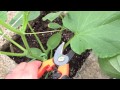 How To Prune Cucumbers