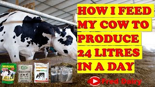 HOW I FEED MY COW TO PRODUCE 24 LITERS IN A DAY