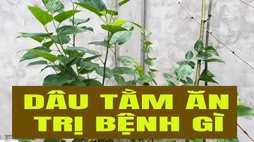 Tác dụng CÂY DÂU TẰM ăn | Bác sĩ kiệt