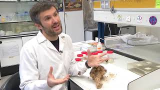 Control biológico de plagas agrícolas