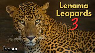 Lenama Leopards (Teaser)