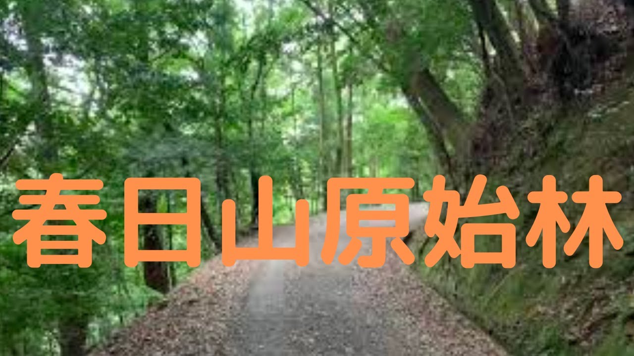 観光地探訪　春日山原始林　Kasugayama Primeval Forest