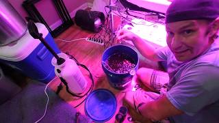 Brewing Worm Tea With Kelp, Mycorrhizal Inoculant And Moles