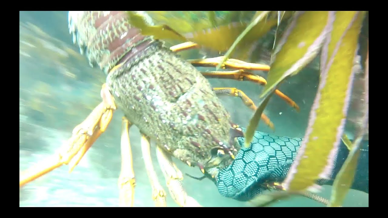 WildFox Spearfishing New Zealand [HD] YouTube