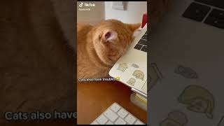 Funny Lovely Cats, Best Cats, Cute Cats Videos 2