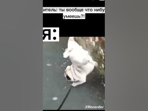 собака крутая - YouTube