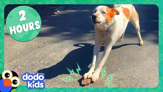 2 Hours Of The Most Surprising Animal Stories You’ll Ever See! | Dodo Kids | Animal Videos For Kids