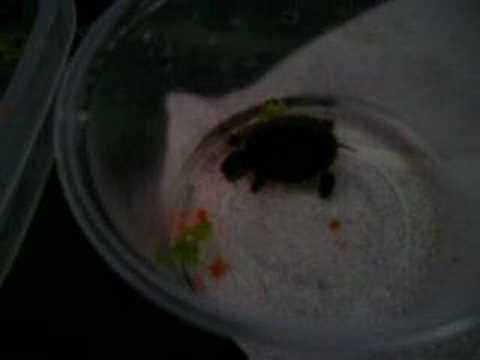 petco hours Huey the Turtle Eats A Cricket Yellow Belly Slider