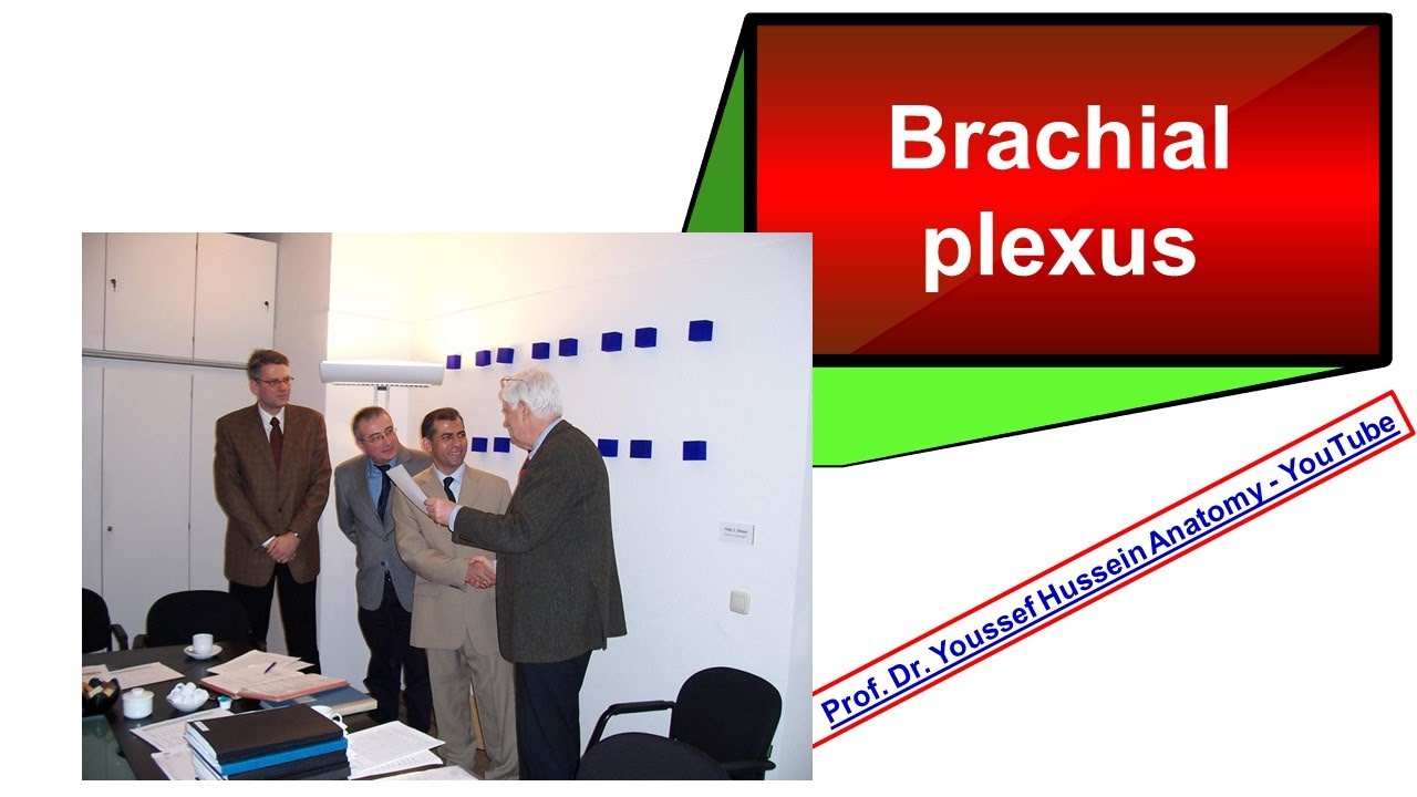 Brachial Plexus- Roots- Trunks- Divisions- Cords and branches