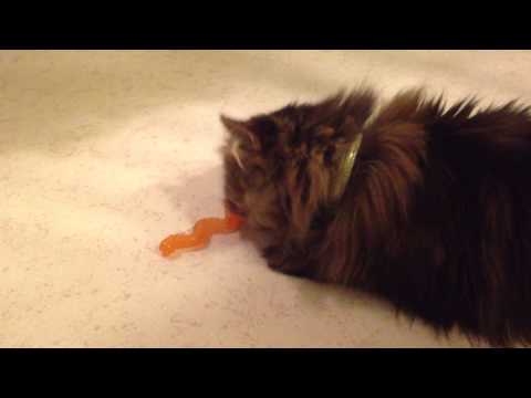 Pussel playing with Wiggle Worm