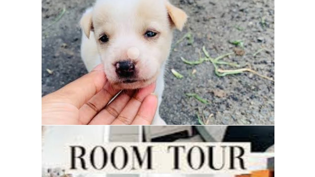 Room tour aur Coco street dog 🐕 - YouTube