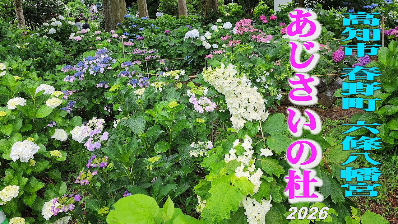 Hydrangea, Rokujo Hachimangu Shrine 2026, 多種類の紫陽花を楽しむ
