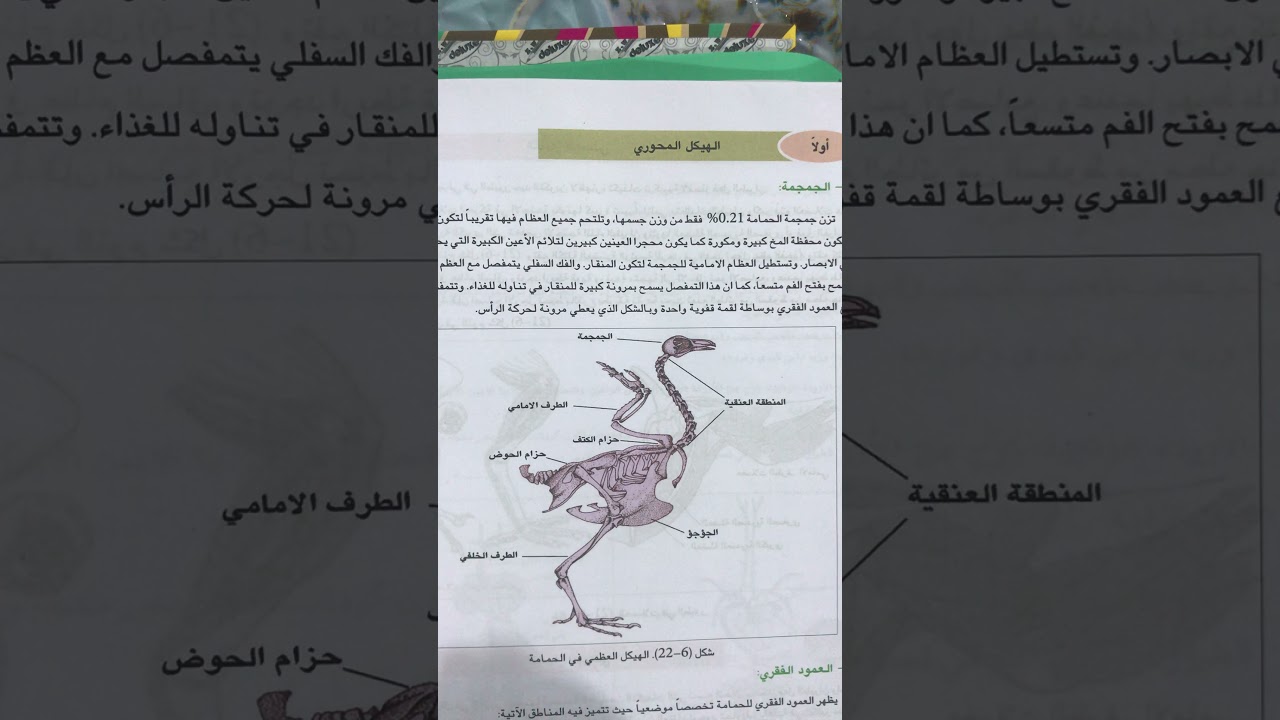 احياء الرابع العلمي /الجهاز الهيكلي في الحمامة(الجزء الاول ) /الهيكل المحوري