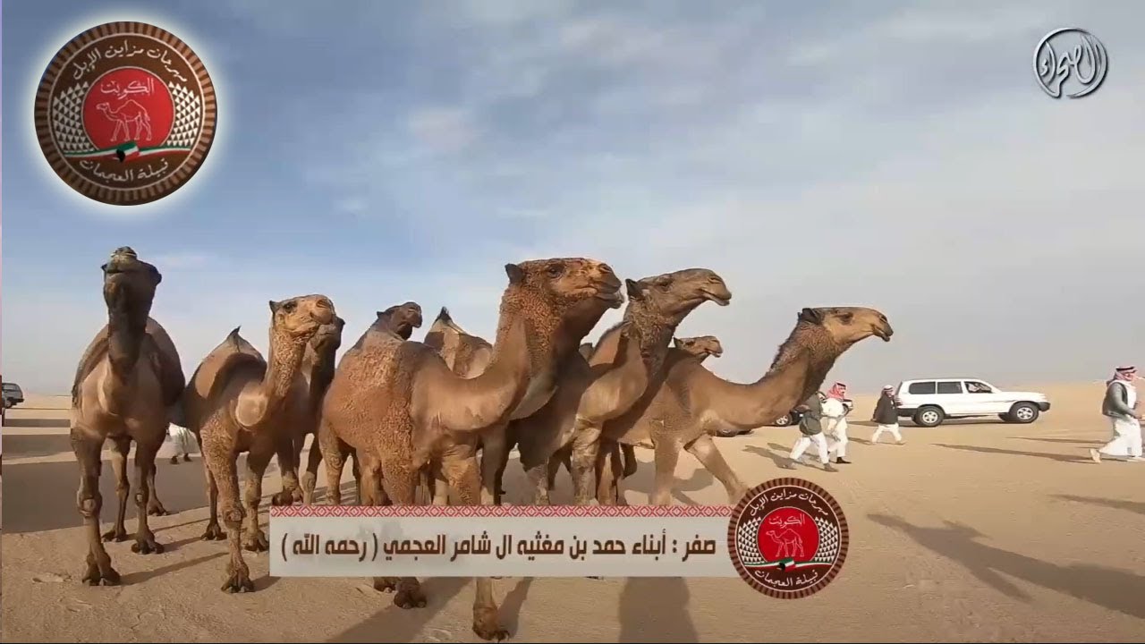 مزاين الإبل قبيلة العجمان - منقية الطوافح | أبناء حمد بن مغثيه ال شامر العجمي (رحمه الله)