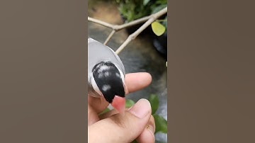 Java Sparrow, Thailand #shorts #travel #nature #pet #animals #bird #java #sparrow #thailand #birds