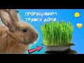 КАК ВЫРАСТИТЬ ТРАВУ ДЛЯ КРОЛИКА ДОМА? / РЕАКЦИЯ КРОЛИКА