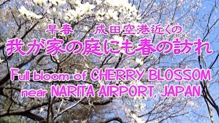 成田空港近くの北藤家の庭にも訪れた春 2018　Full bloom of cherry blossom near NARITA・CHOPIN - NOCTURNE NO.20