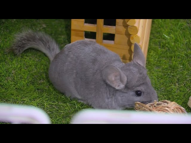 Chinchilla Hewan Imut Perpaduan Tikus Dan Kelinci Hitam