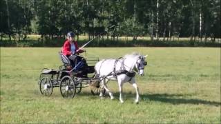 Cajonat's Encore by Daventry Equestrian 108 views 7 years ago 2 minutes, 40 seconds