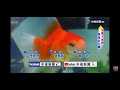 2026-06-20中視2100整點新聞-加拿大金魚預測世足爆紅