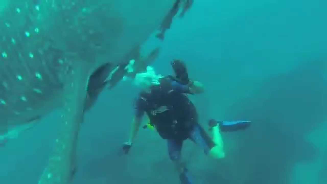 whale shark tours puerto vallarta