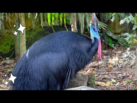 اخطر انواع الطيور بالعالم فهو شبيه النعام إذ إنه ثاني اثقل طائر بالعالم