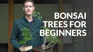 Bonsai trees for Beginners