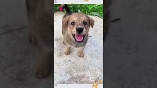 Cute Puppy