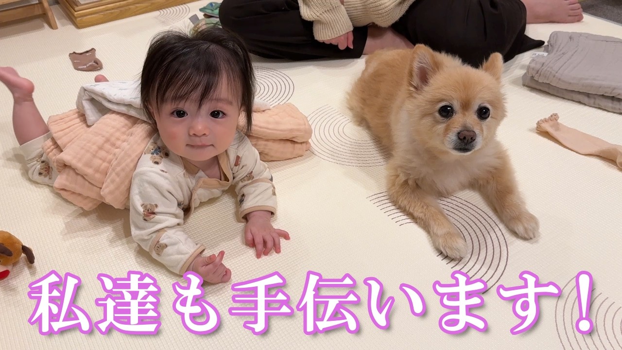 洗濯物を畳んでいる時のポメラニアンと赤ちゃんの反応が可愛過ぎました…笑