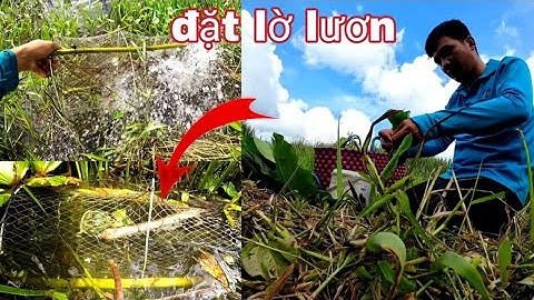 Cách tôi làm mồi đặt lờ bắt lươn / vũ heo