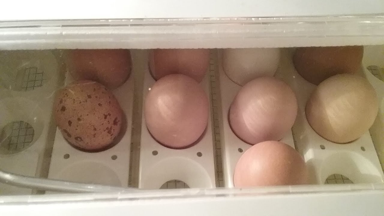 Incubating chicken eggs Part 1 of 2 YouTube