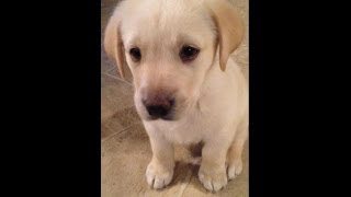 Yellow Lab Puppy from 8 weeks to 1 year