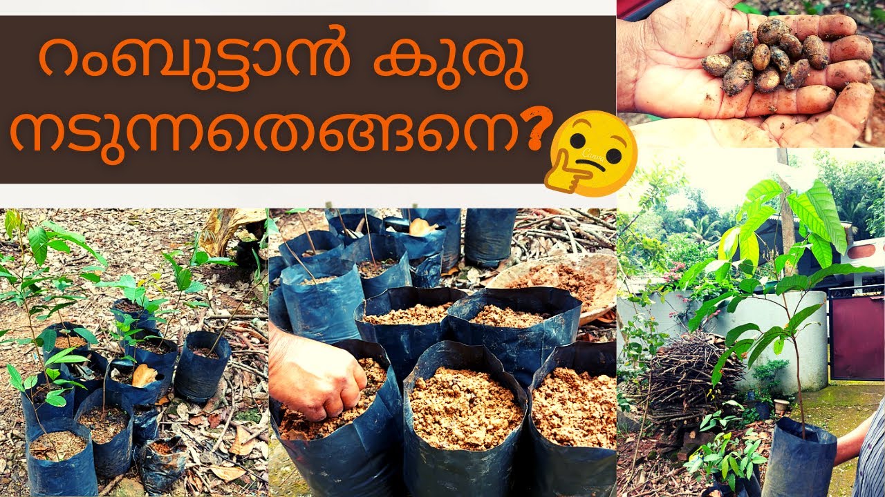 How To Plant Rambutan Seed | Tips To Plant Rambutan Seed | Rambutan