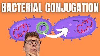 Bacterial Conjugation Explained