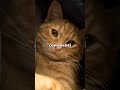 il tuo gatto se..💞 💅 #perteee #treding #shortsviral #fypp #iscrivitialmiocanale
