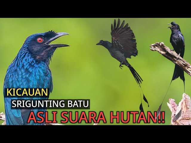 KICAUAN SRIGUNTING BATU LIAR ASLI HUTAN UNTUK PANCINGAN,MASTERAN DAN PIKAT. class=