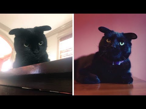 Adorable Cat Looks