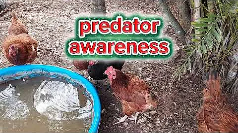 How To Read Your Hens Posture