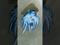 El dragon azul